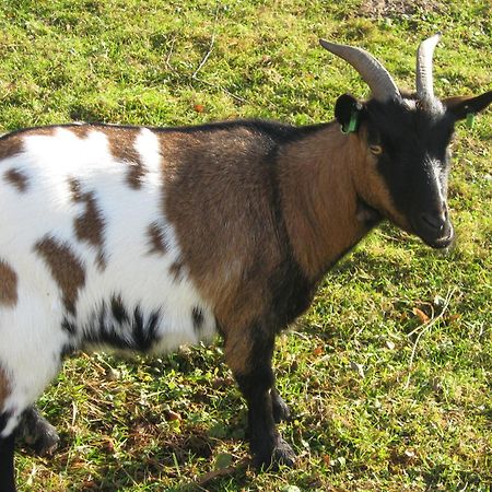 Le Paradis Des Animaux Coublevie Dış mekan fotoğraf