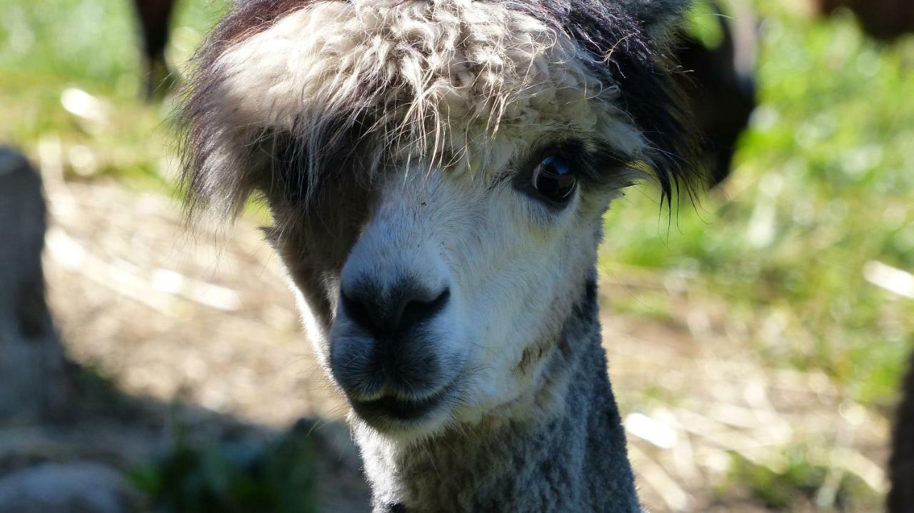 Le Paradis Des Animaux Coublevie Dış mekan fotoğraf