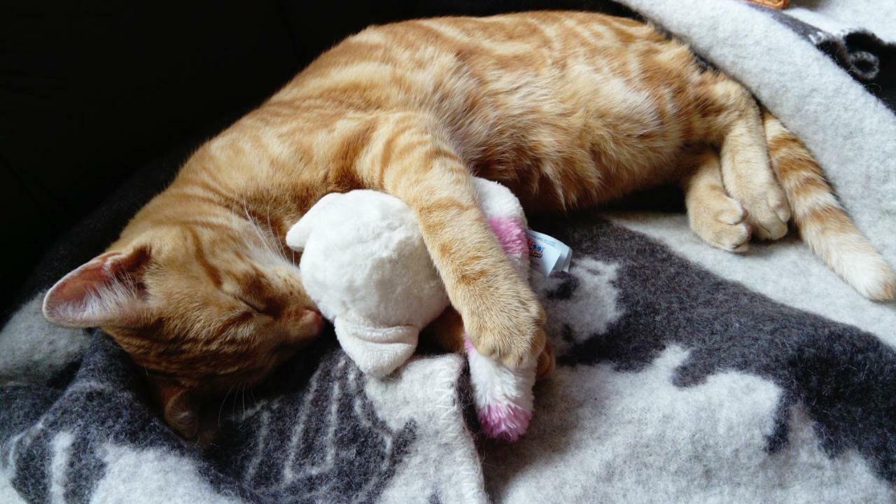 Le Paradis Des Animaux Coublevie Dış mekan fotoğraf